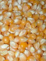 Dry Corn Grains