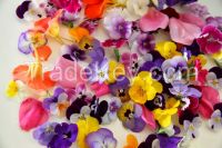 Edible Flowers