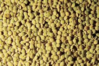 Wholesale Green Lentils