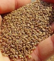 Lucerne Seeds for sale