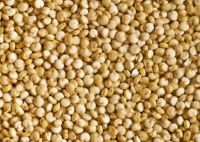 White Quinoa Seeds