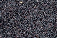 Top Quality Poppy Seeds