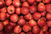 Fresh Red Fuji Apple Supplier