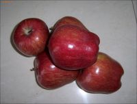 Fresh Red Delicious Apple