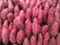 Fresh Sweet Potatoes
