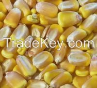 Yellow CORN from Ukraine