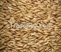 WHEAT from Ukraine