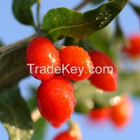 Barbary wolfberry, Barbary Wolfberry Fruit Fructus Lycii, Matrimony vine, Lyceum chinensis, Boxthorn, Medlar, Dried Goji berries, Dried wolfberry fruit