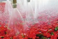 Dried Goji berries, Dried wolfberry fruit, Barbary wolfberry, Barbary Wolfberry Fruit Fructus Lycii, Matrimony vine, Lyceum chinensis, Boxthorn, Medlar