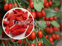Lycii fructus/Boxthorn/Lycium barbarum, Ningxia Nutritious Dried Goji berries Goji berry dried fruit Dried wolfberry Chinese wolfberry