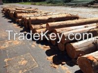 Sell EUCALYPTUS Logs and Chips