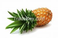 Fresh Pineapple USD 298/Ton