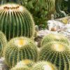 Sell Cactus Seeds, Cacti Seed, Succulent Plant Seeds