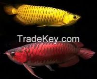 Arowana Fishes