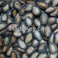 Melon Seeds