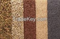 Sell Sesame Seed, Sunflower Seed, Moringa Seeds, Poppy Seeds