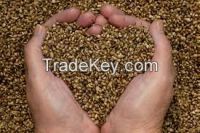 Black, White Mustard seeds