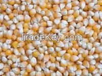 Yellow corn , white corn , animal feed