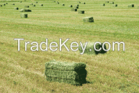 Top Quality Alfafa Hay for Sale / Grade A