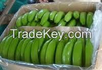 TOP QUALITY FRESH GREEN BANANA