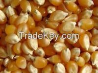 Yellow Popcorn Kernel