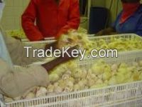 day old broiler chicks for sale