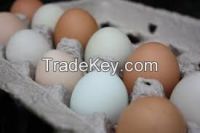 farm fresh chicken eggs