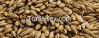 feed barley For Animal Feed and Human Consumption