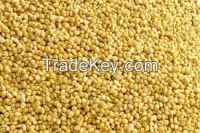 yellow millet