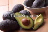 Hass Avocado From South Africa