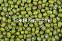 Fresh Delicious Green Mung Bean