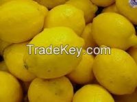 Citrus fruit lemon
