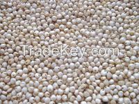 Sorghum