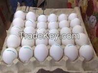 Parrots  Eggs for Sale