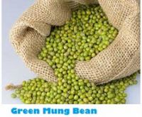 Selling Fresh Natural Green Mung Bean