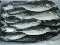Frozen Pacific Mackerel whole round fish from Thailand