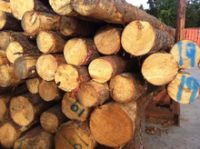 European Pine logs