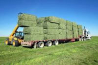 Alfalfa Hay Bales for Animal Feed