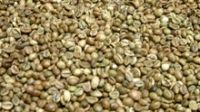 Robusta coffee beans