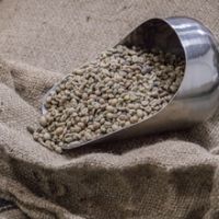 Arabica Coffee Beans