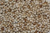 Sorghum Grains.