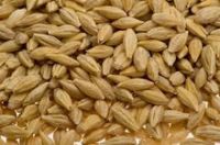 Barley Grains and Malt Barley