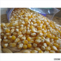 Dried Yellow Corn & White Corn