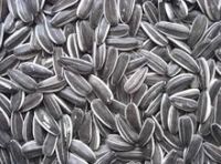 Sunflower Seeds