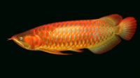 Arowana fish