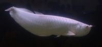 Platinum Arowana Fish for Sale