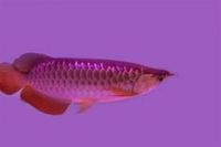 Buy Super Red Arowana Fish for Sale of All Sizes