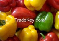 Farm sale fresh bell pepper-capsicum, multi color