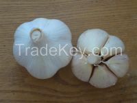 Fresh white garlic/Fresh Garlic