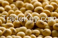 Non-GMO Yellow Soybean, Soybean, Soya Beans 2015 New Crop